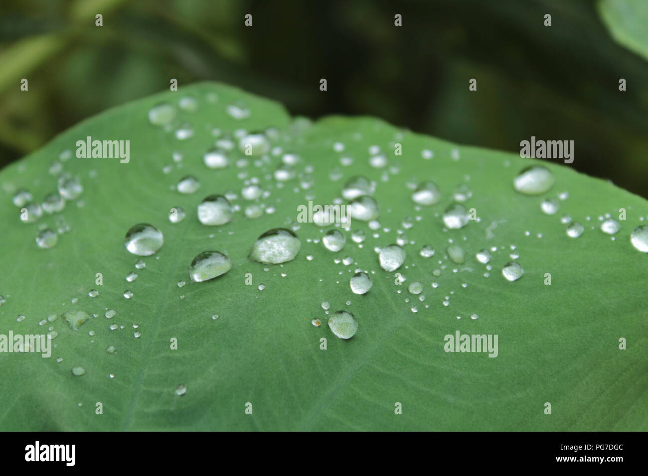 Schöner Blick in die Natur für Naturliebhaber Regentropfen auf Blatt. Regenzeit - beste Aussicht Stockfoto