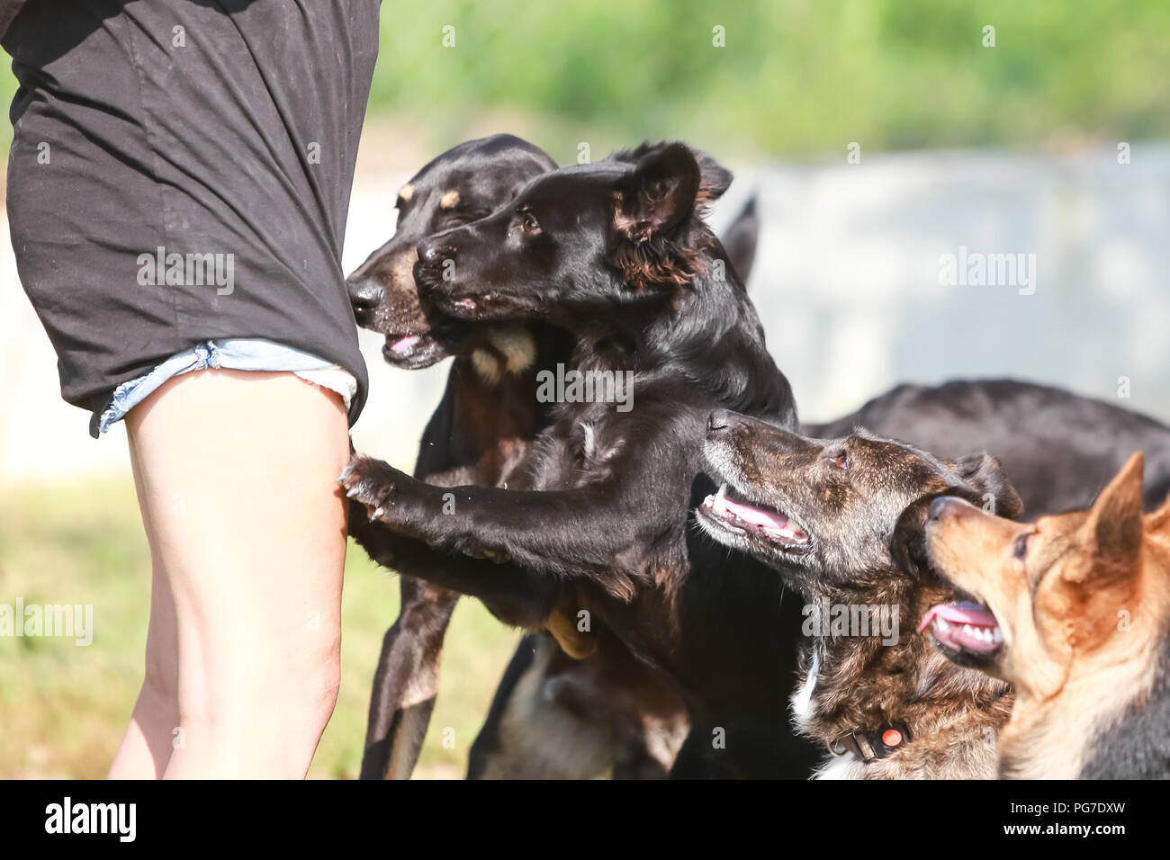 Halb Tier und Halb Mensch Stockfotos und bilder Kaufen Alamy