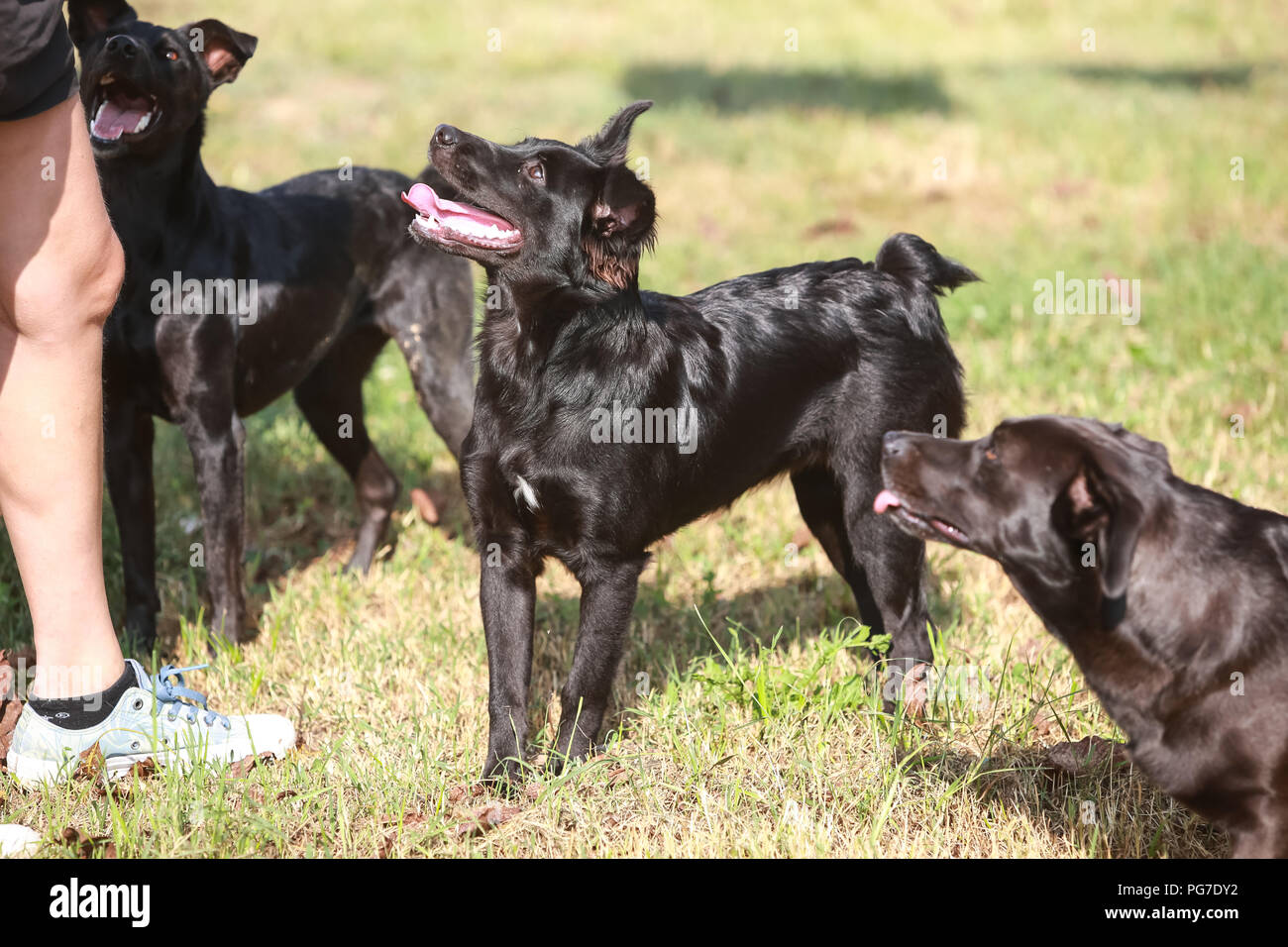 Halb Tier und Halb Mensch Stockfotos und bilder Kaufen Alamy