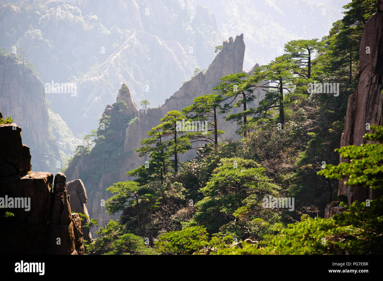 Twisted Kiefern, Wolken, Pinacles, Felsen, Berge, RocksYellow Jaingxi Huang Shan, Provinz, China, VR China, Volksrepublik China Stockfoto