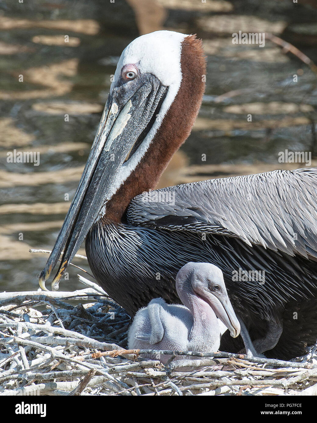 Brown pelican Mutter Vogel und Ihr Baby die Sonne genießen. Stockfoto