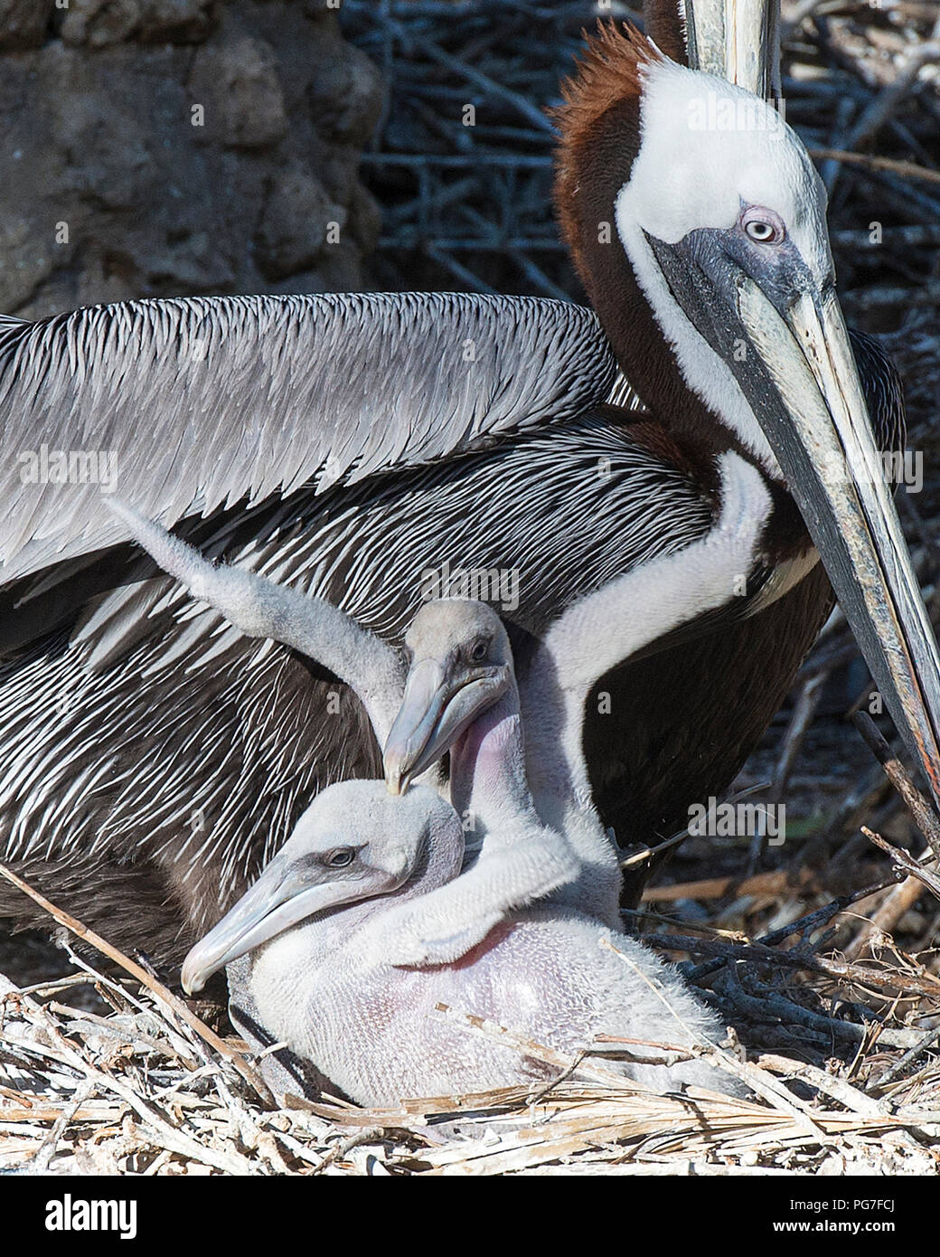 Brauner Pelikan Vogel Mutter mit ihren Babys auf dem Nest, ein Baby mit Flügeln, die in Ihrer Umgebung und Umgebung. Baby Brauner Pelikan Vogel schließen Stockfoto