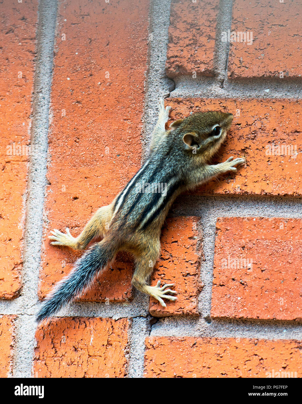 Chipmunk Baby mit ihrer Umgebung. Stockfoto