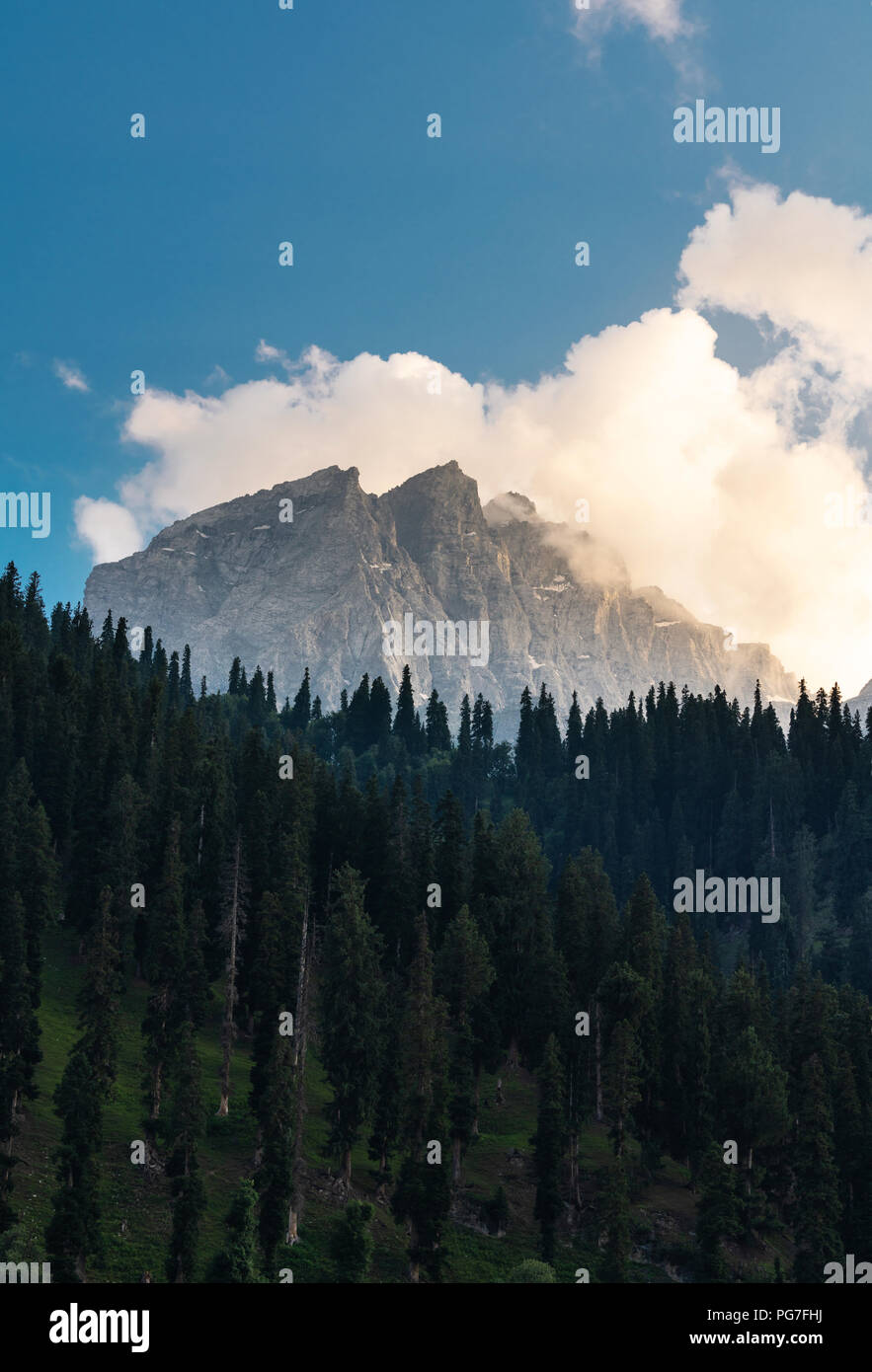 Malerische Berg- und Kiefernwald Tal mit weißen Wolken und blauer Himmel in Sonamarg, Jammu und Kaschmir, Indien. Vertikale Zusammensetzung Stockfoto