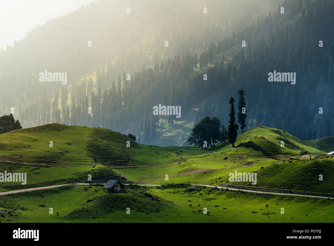 Schöne Ackerland Landschaft mit Pinien Wald Berg am Morgen im ländlichen Gebiet Sonamarg, Jammu und Kaschmir, Indien Stockfoto