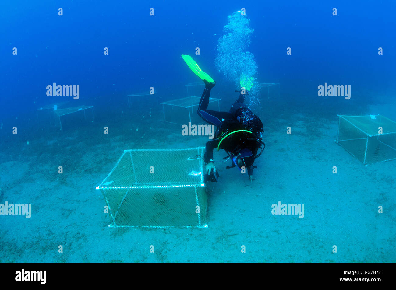 Meeresbiologen Experimentieren auf Ecosystem Restoration Pinna nobilis, eine vom Aussterben bedrohte Muschel gegen den Klimawandel und andere anthropogene Auswirkungen. Stockfoto