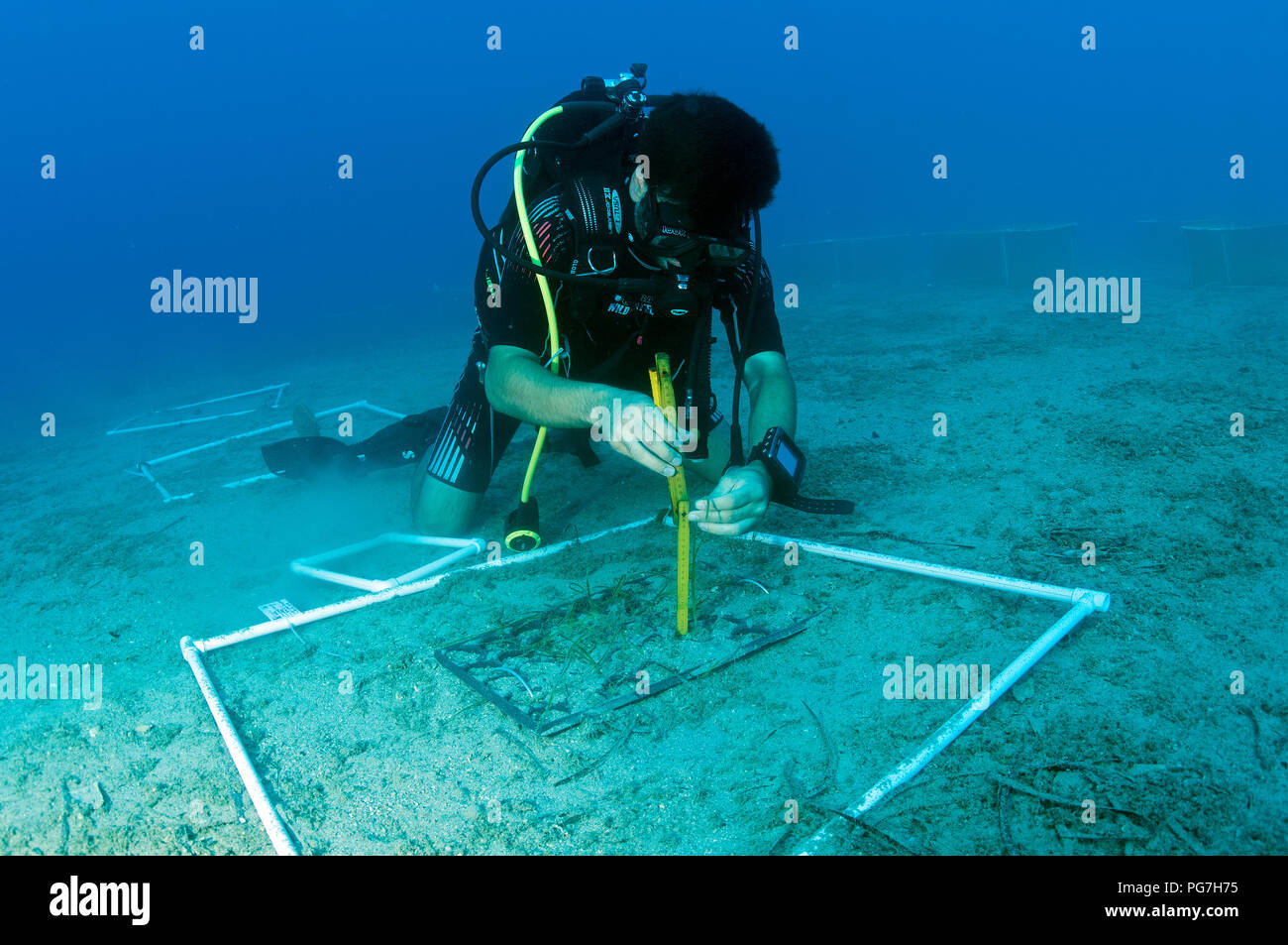 Meeresbiologen Experimentieren auf die Wiederherstellung des Ökosystems der Meere gras Posidonia oceanica, gegen den Klimawandel und andere anthropogene Auswirkungen. Stockfoto