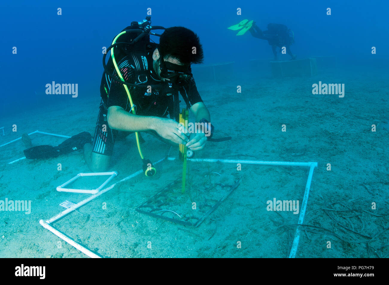 Meeresbiologen Experimentieren auf die Wiederherstellung des Ökosystems der Meere gras Posidonia oceanica, gegen den Klimawandel und andere anthropogene Auswirkungen. Stockfoto