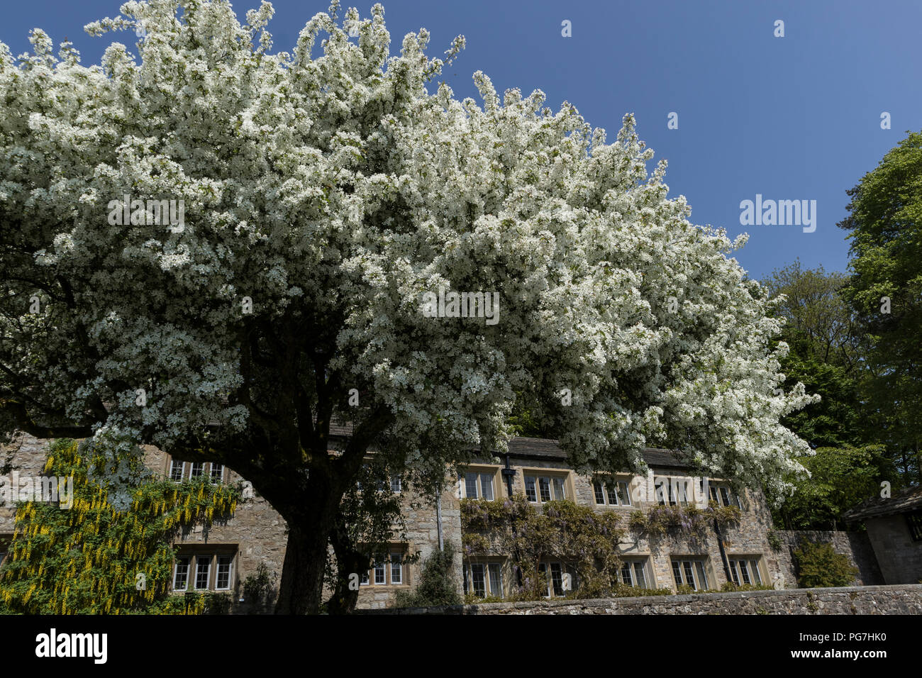 Siberian Crab Apple Tree in Parcevall Hall & Gardens, im Skyreholme in Wharfedale, Yorkshire Dales, Großbritannien Stockfoto
