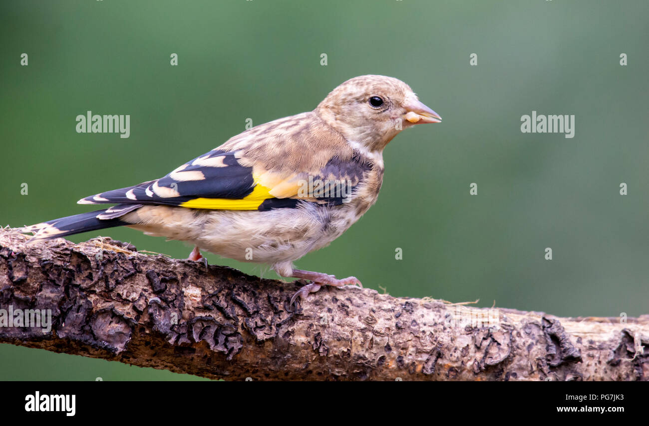 Goldfinch Juvenile Stockfoto