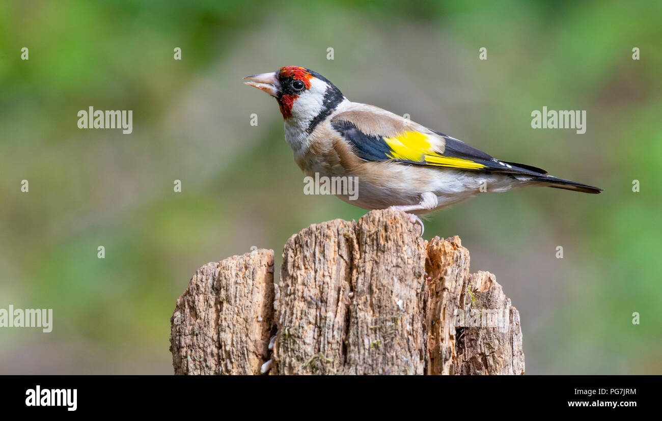 Goldfinch Männlich Stockfoto