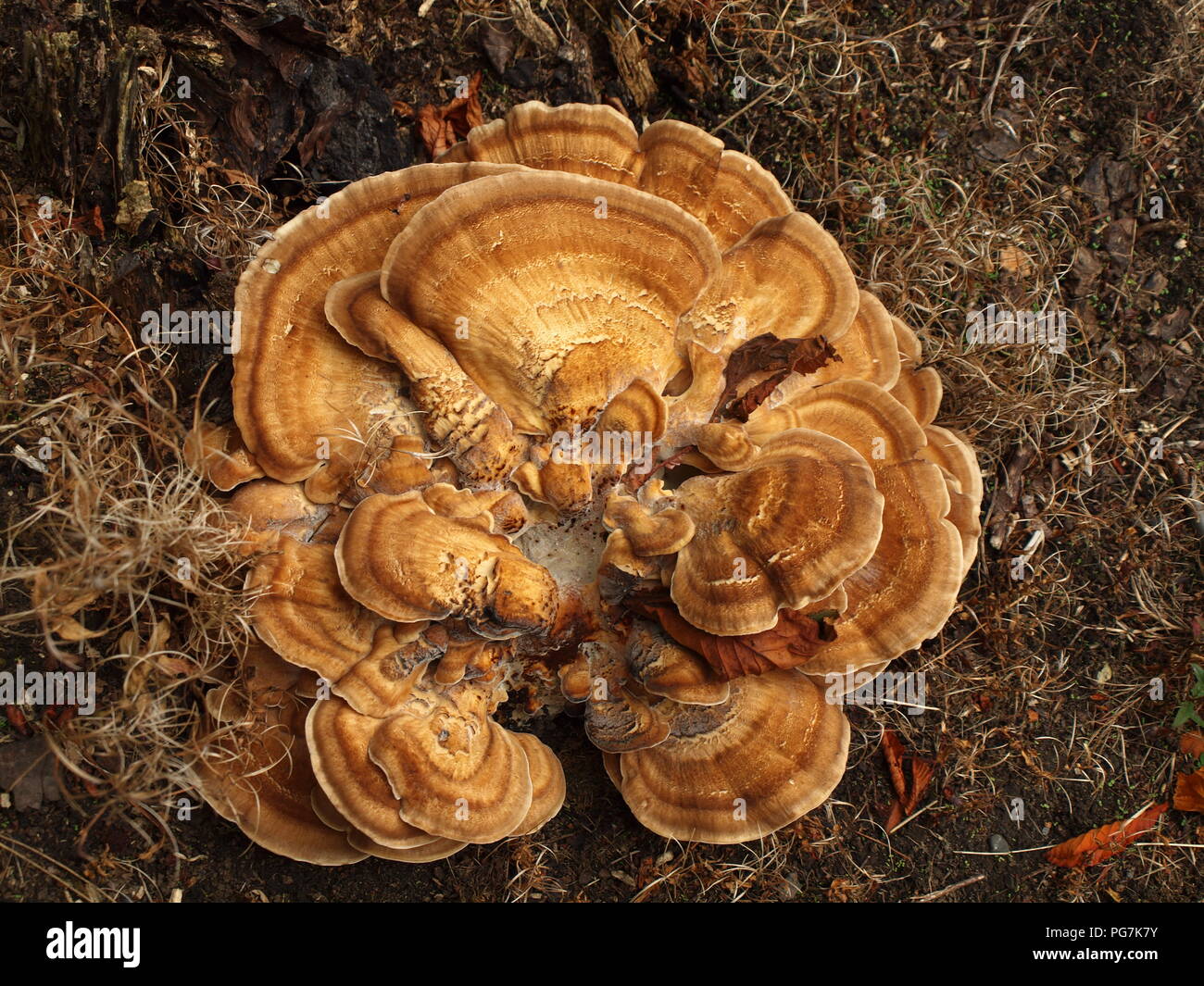 Halterung Pilze Pilz, der in Manchester UK im August gedreht wurde Stockfoto