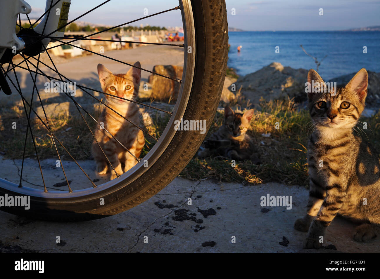 Ginger kitten und Geschwister sind versteckt hinter ein Fahrrad Rad. Stockfoto
