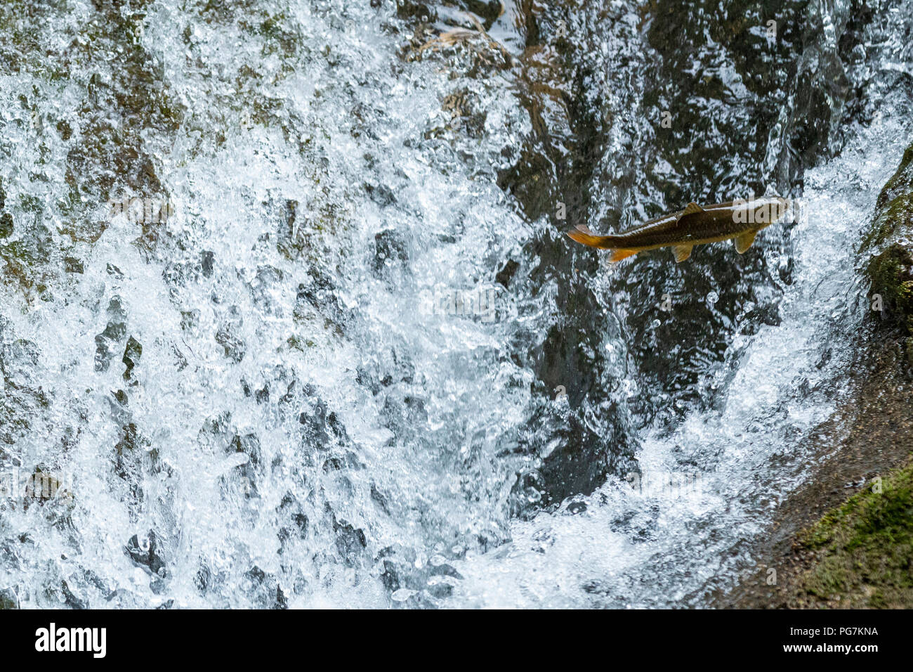 Von oben kleine Fische springen eine Kaskade in klaren Fluss Wasser bei Rock Stockfoto