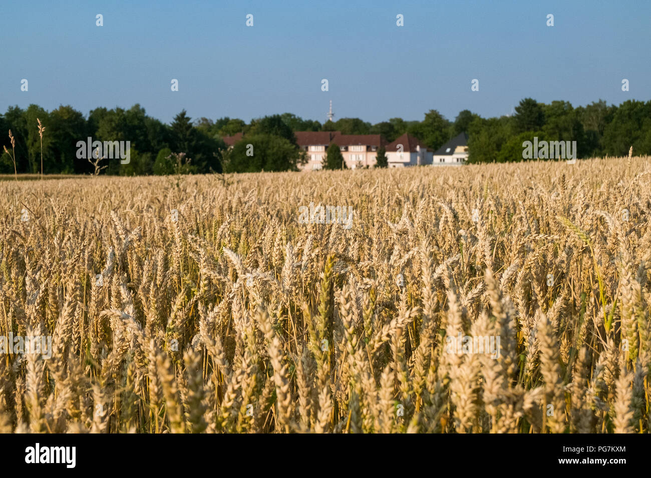 Weizen Feld-, Wald- und Bauernhaus, Deutschland. Stockfoto