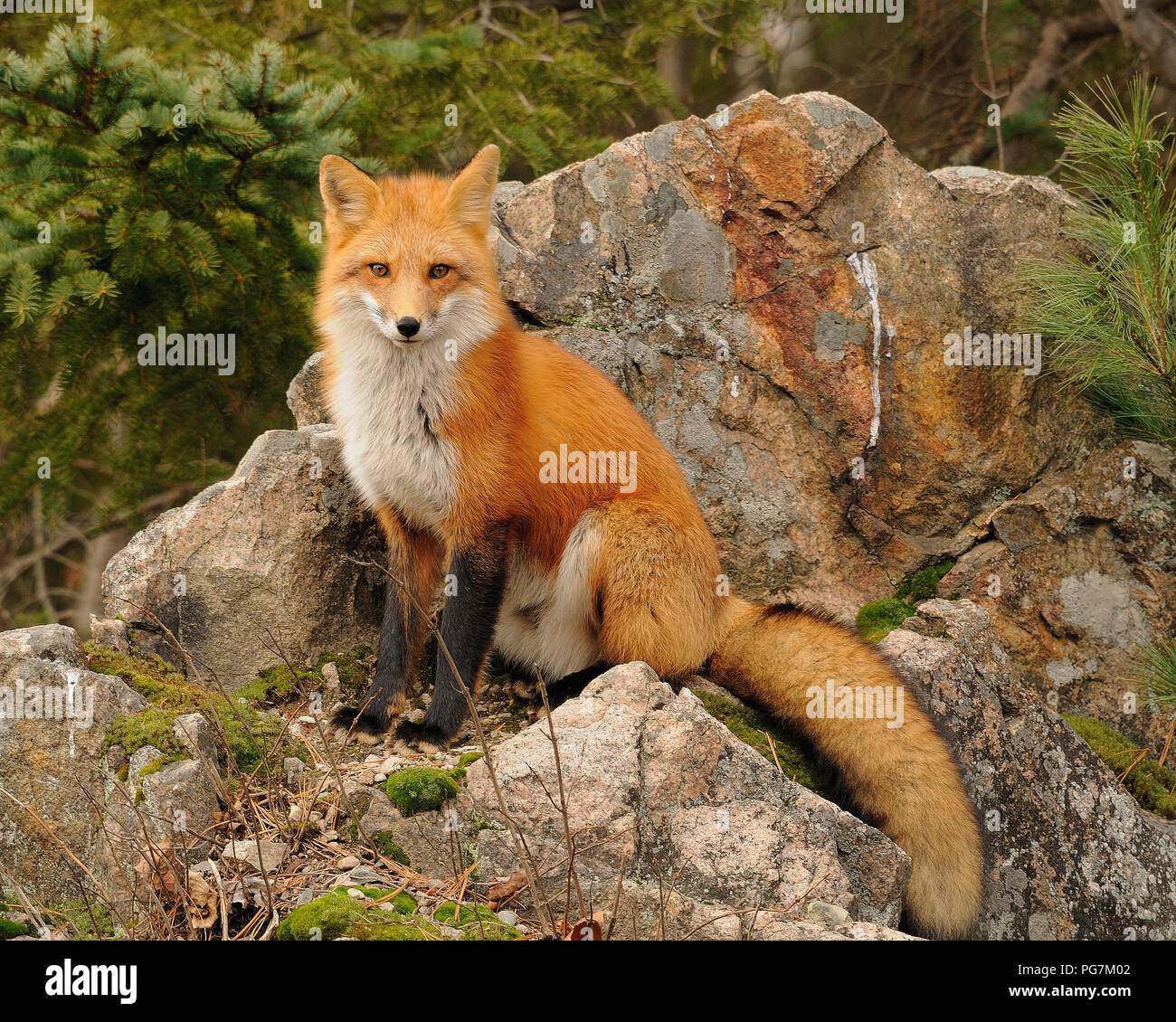 Fox Red fox Tier sitzt auf einem Felsen im Wald mit Pinien Hintergrund in seiner Umgebung und Umwelt. Stockfoto