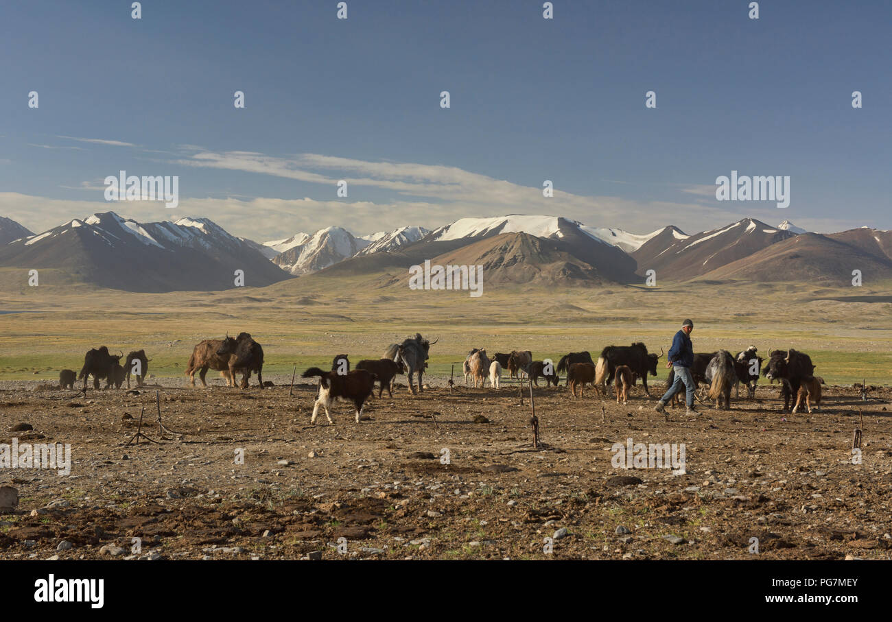 Yaks vor dem Afghanischen Große Reichweite, Kara Jilga Pamir, Tadschikistan Stockfoto