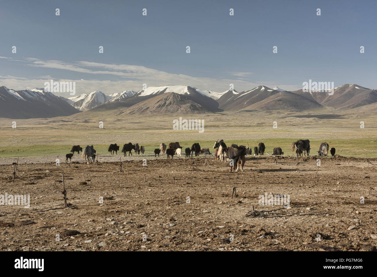 Yaks vor dem Afghanischen Große Reichweite, Kara Jilga Pamir, Tadschikistan Stockfoto
