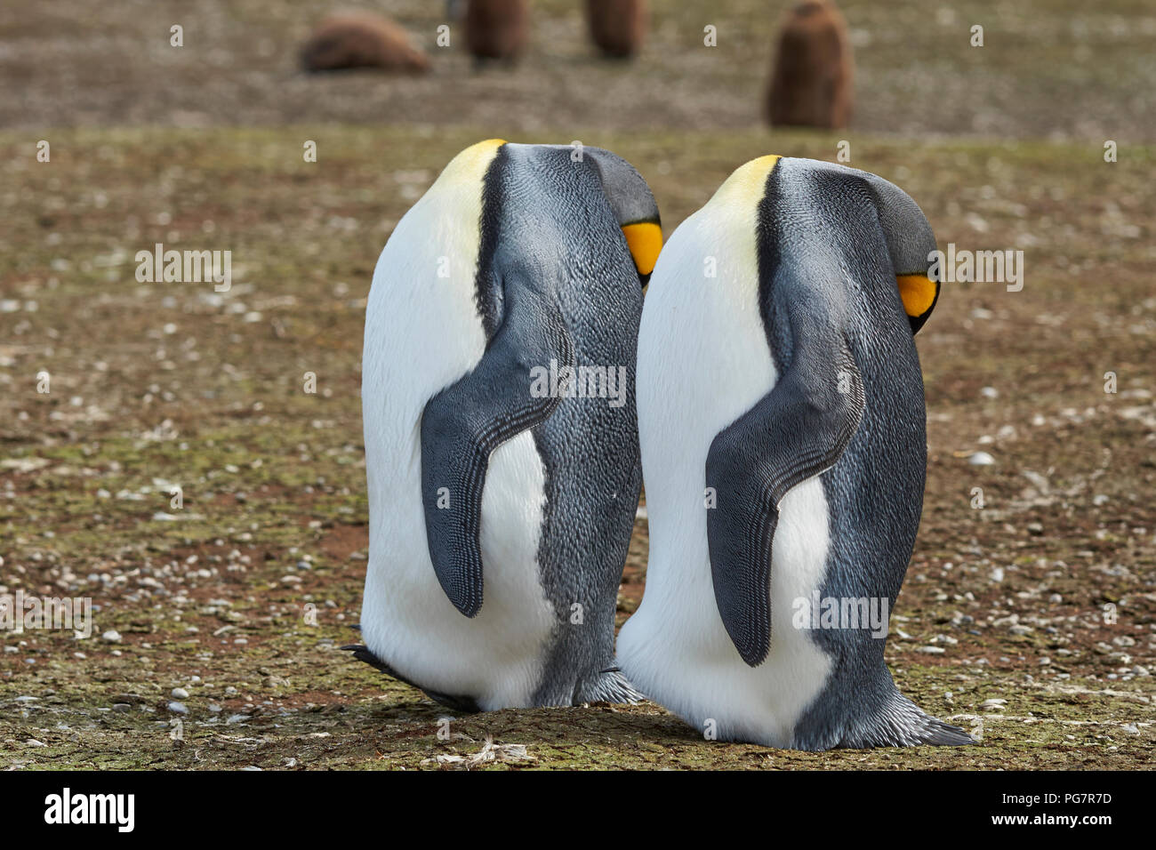 Königspinguine (Aptenodytes patagonicus) erscheinen Headless, wie sie durch die ständigen mit ihren Kopf auf ihrer Flanke auf den Falkland-inseln, rest Stockfoto