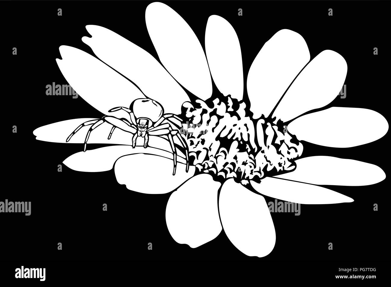 Schwarz und Weiß Vektorgrafiken einer Krabbe Spinne stehend auf Blume Kopf. Stock Vektor