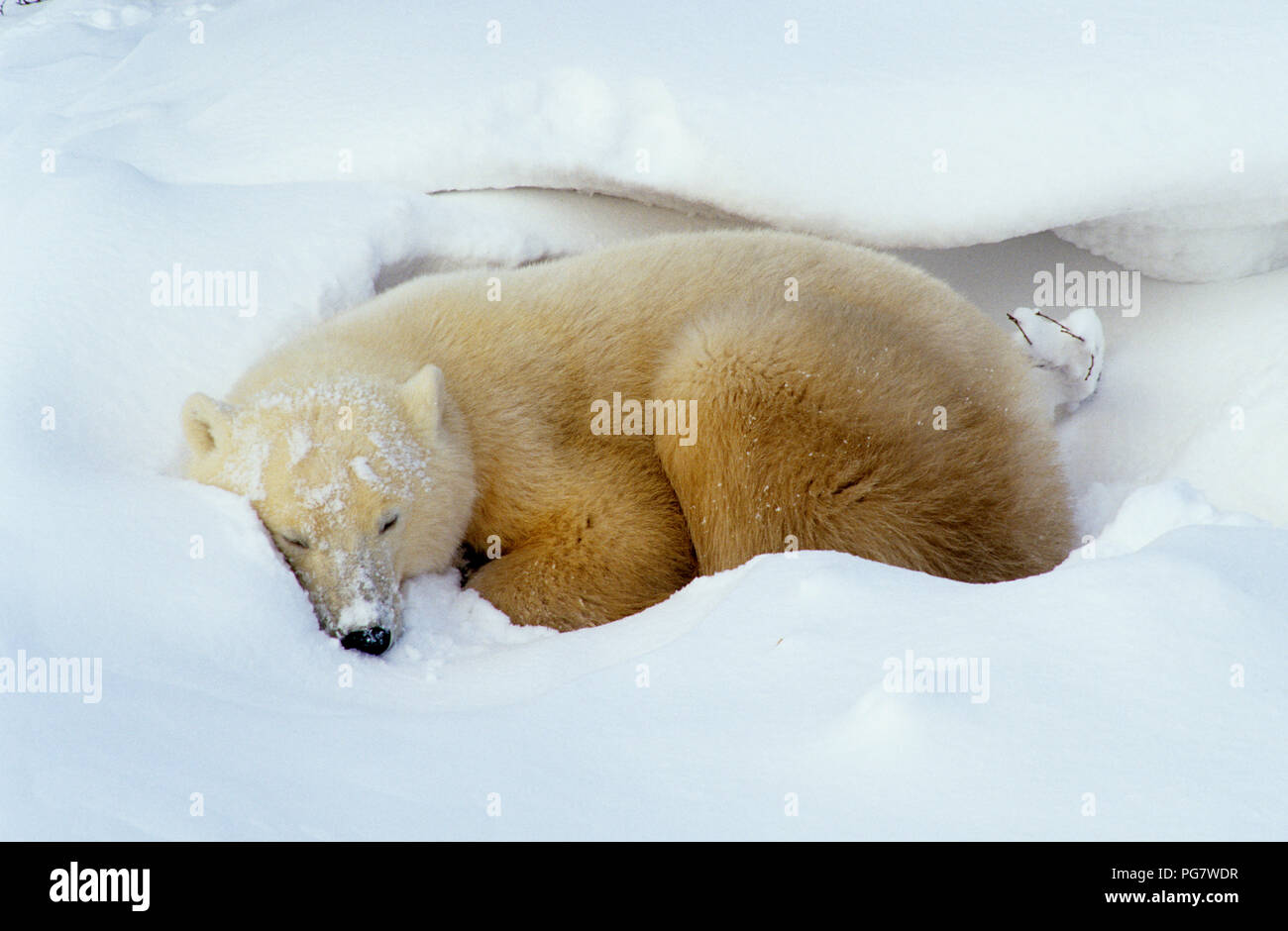 Eisbär (Ursus maritimus) in Tag Bett in der Nähe von Churchill, Manitoba, Kanada Stockfoto