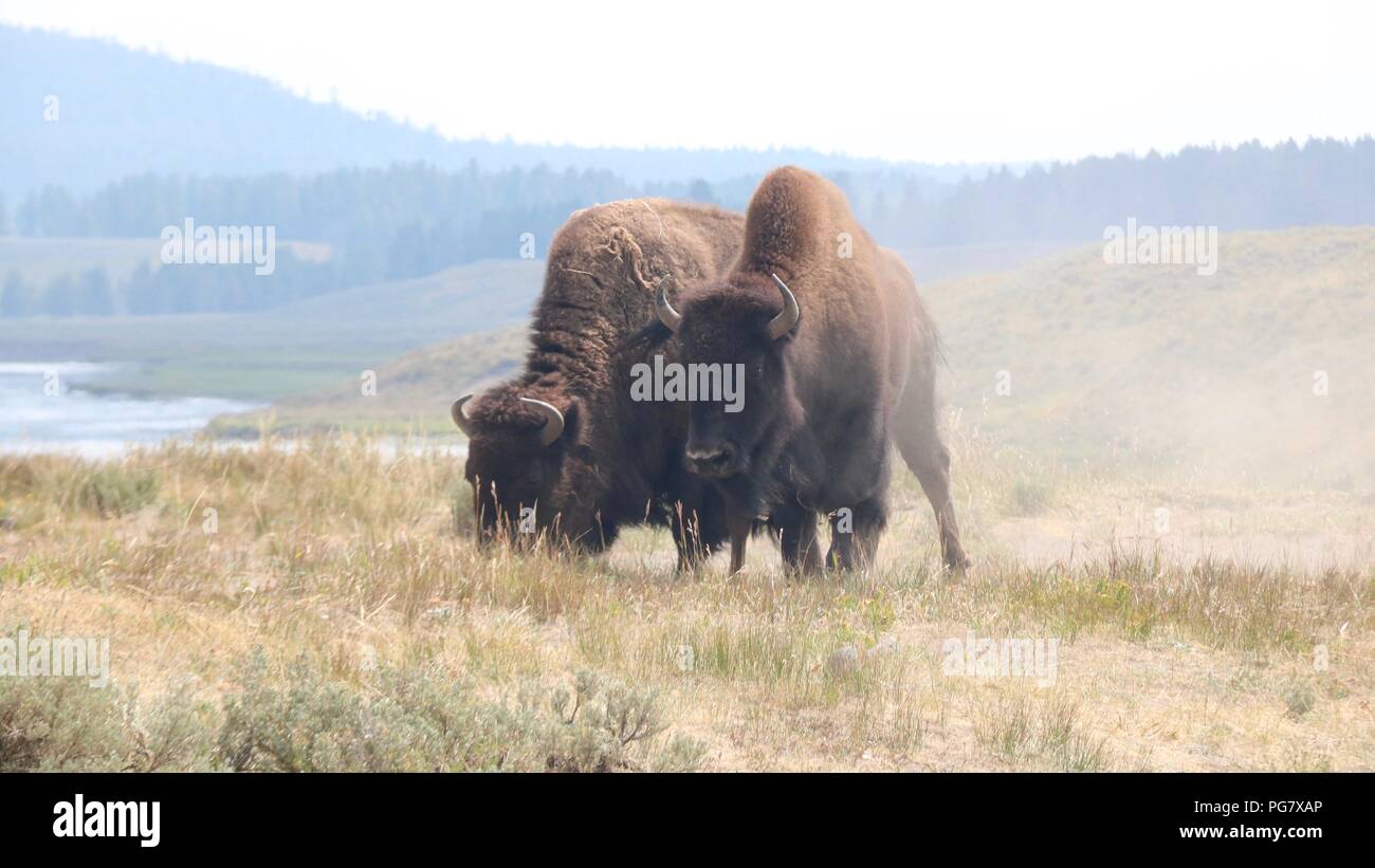 Bisons im Yellowstone National Park, Wyoming. Yellowstone ist der einzige Ort in den USA, wo die Bison zusammenhängend seit prähistorischen Zeiten gelebt haben. Stockfoto