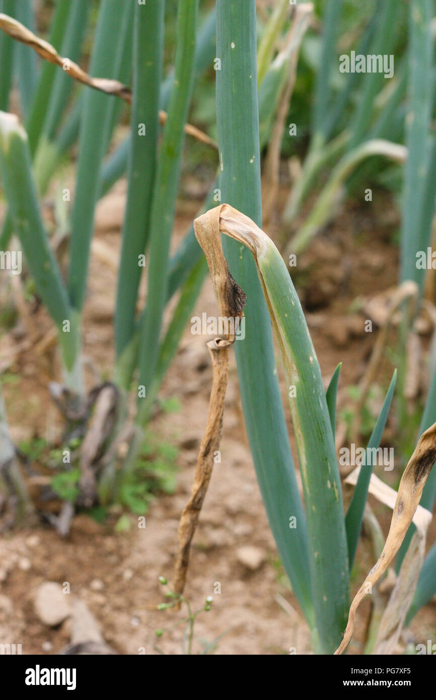 Zwiebel Feld lila Fleck Stockfoto