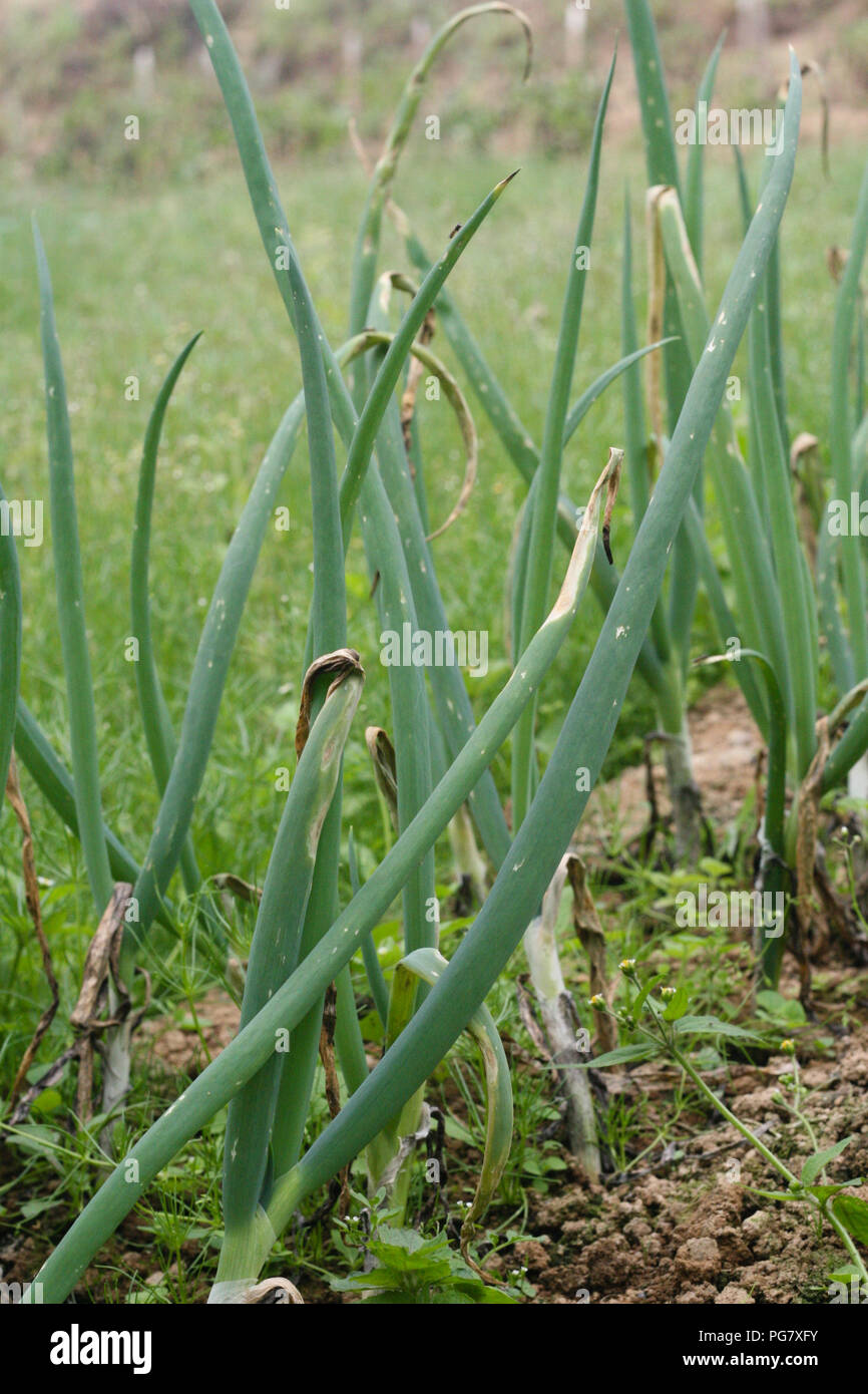 Zwiebel Feld lila Fleck Stockfoto