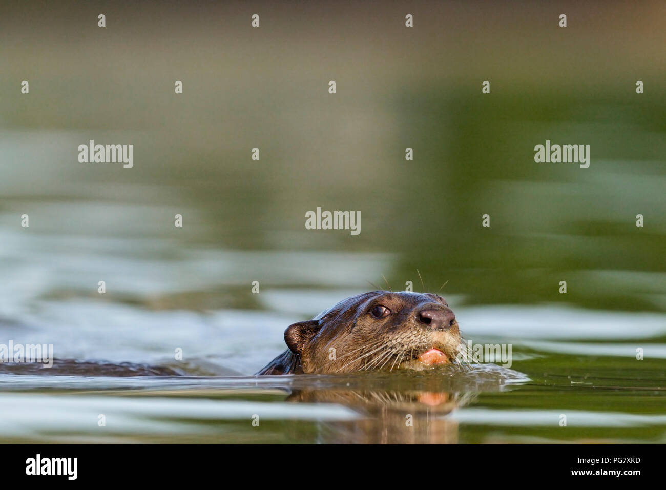 Nahaufnahme von Glatt beschichtet Otter schwimmen, Singapur Stockfoto