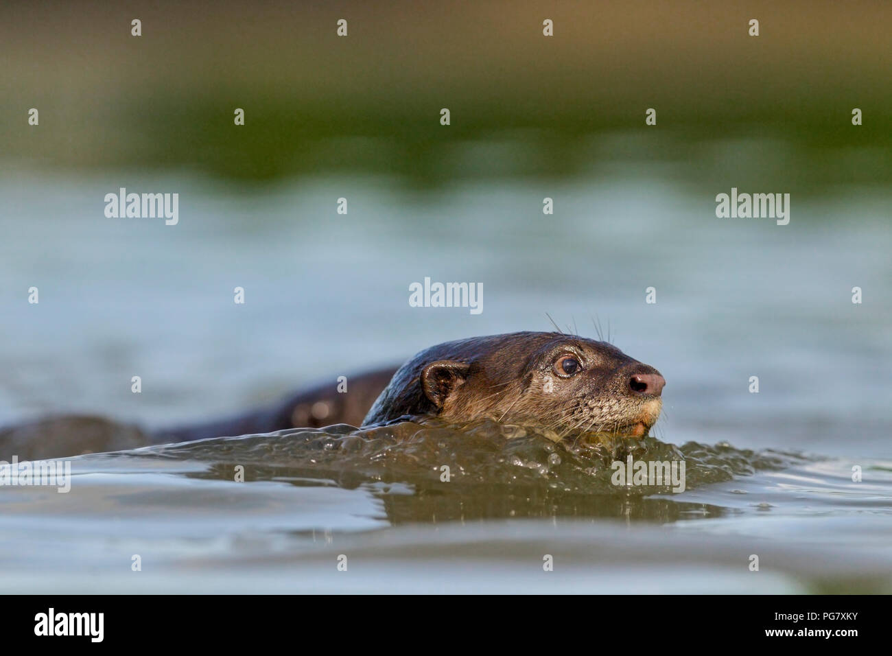 Nahaufnahme von Glatt beschichtet Otter schwimmen, Singapur Stockfoto