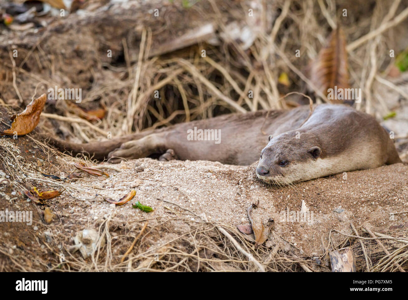 Erwachsene männliche glatt beschichtet Otter liegt außerhalb Eingang nach Natal holt unter Baum an der Küste, Singapur Stockfoto