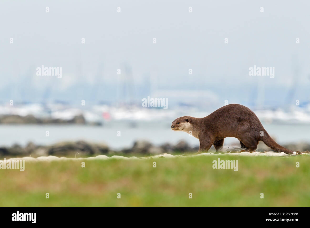 Erwachsene männliche Glatte beschichtete Otter Duft Markierung am Sandstrand mit Yachten im Hintergrund festgemacht, Singapur Stockfoto
