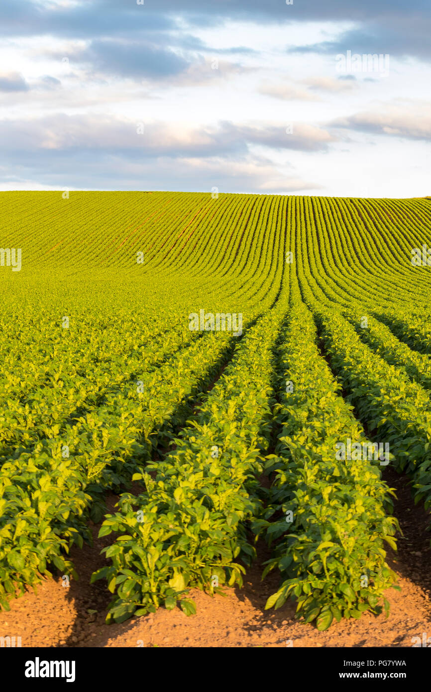 Großbritannien, Schottland, East Lothian, Feld von Kartoffeln (Solanum tuberosum) Stockfoto