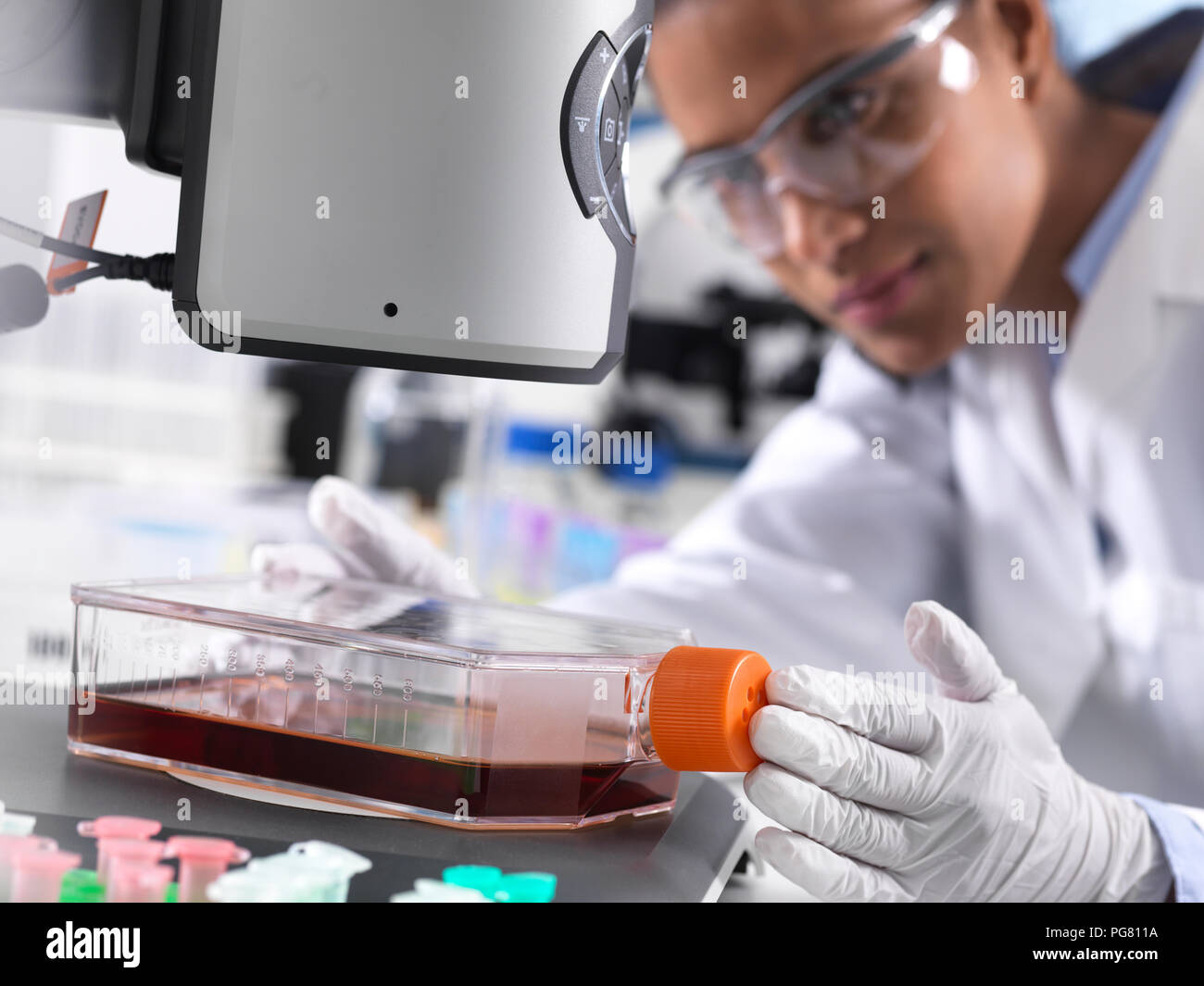 Die biomedizinische Forschung, Wissenschaftlerin Anzeigen von Stammzellen in einer Kultur jar Entwicklung bei einem Experiment im Labor Stockfoto