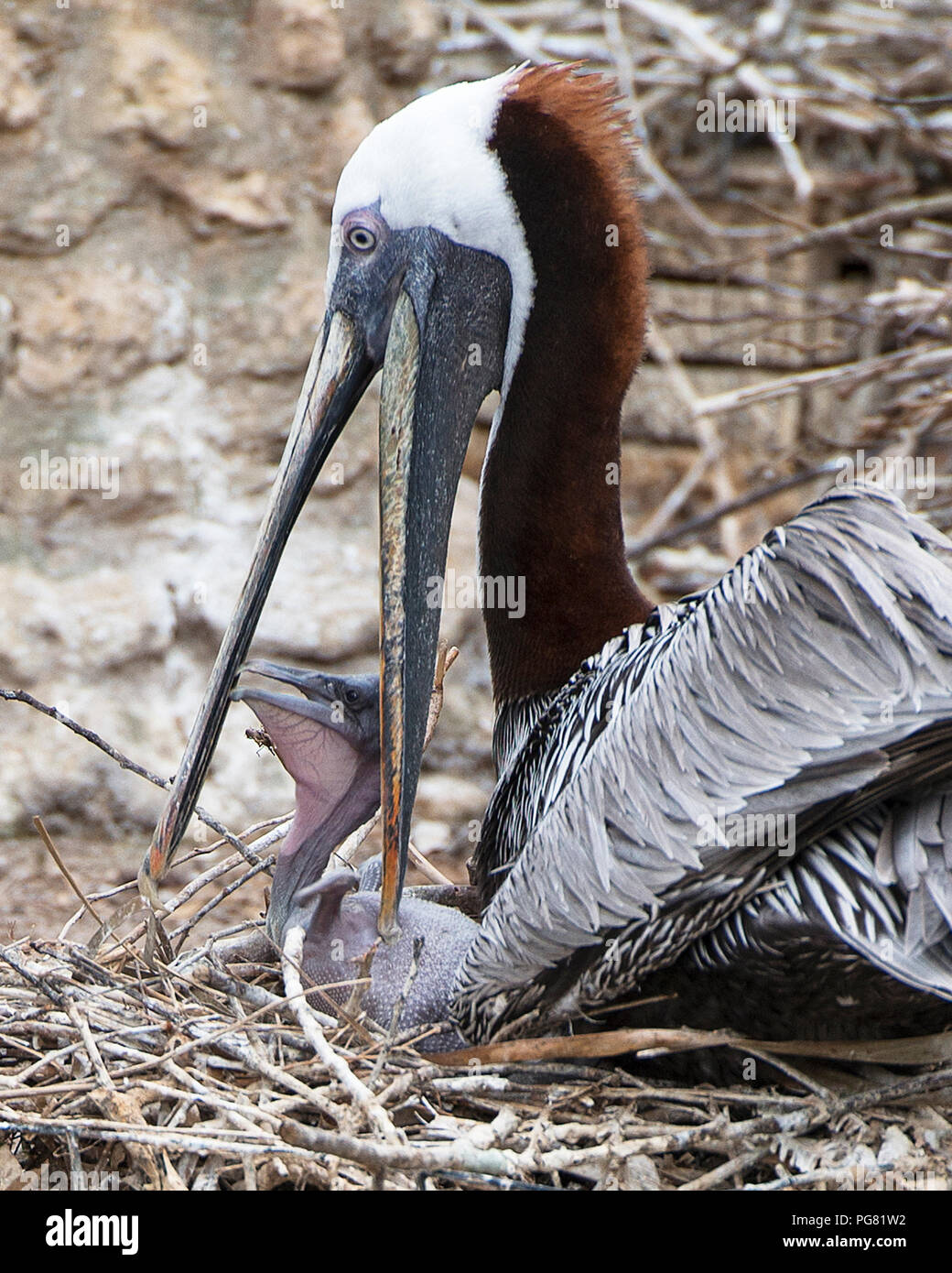 Brauner Pelikan Vogel Mutter ihre Jungen füttern. Stockfoto