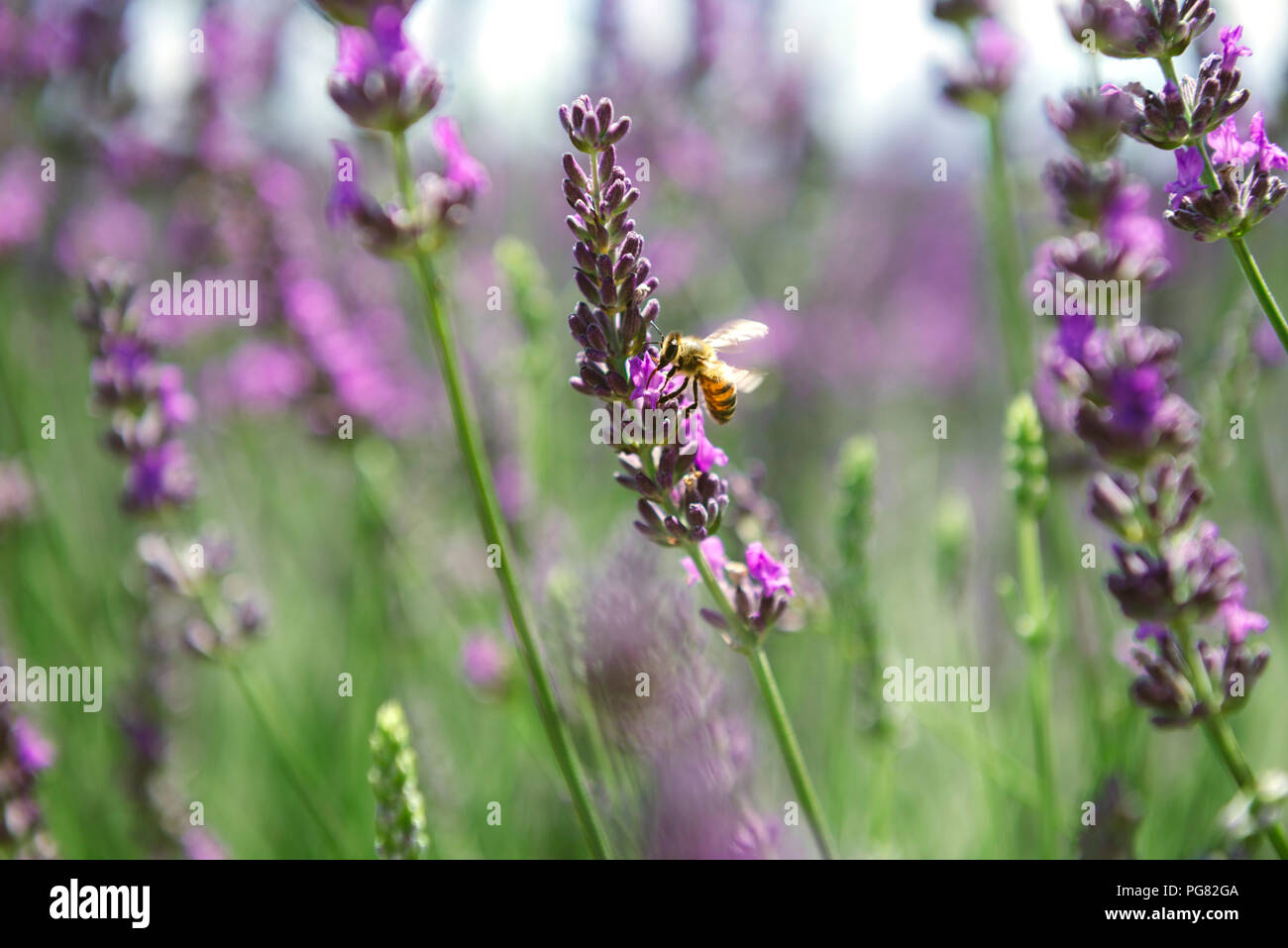 Frankreich, Provence, in der Nähe von Biene auf einer Lavendel Blume im Sommer Stockfoto