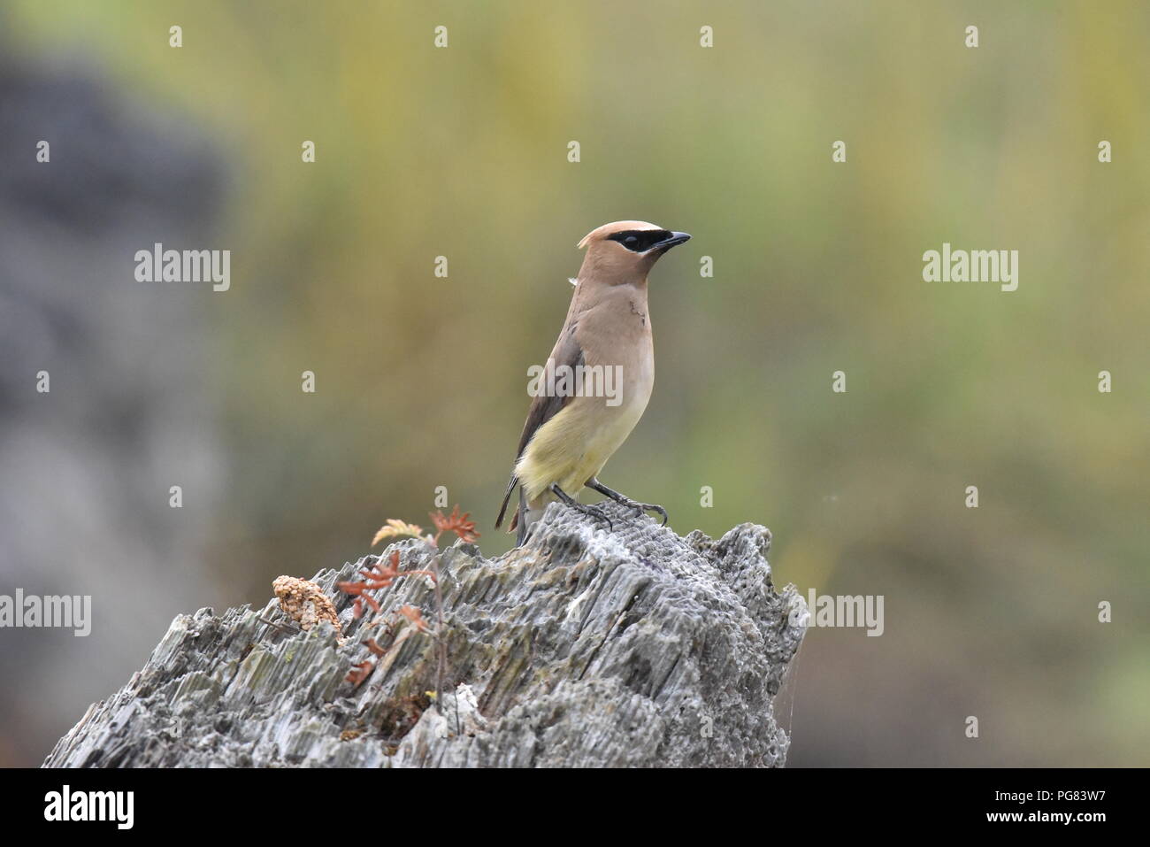 Das Cedar Waxwing. Das Cedar waxwing ist ein Mitglied der Familie Bombycillidae oder Waxwing Familie der Vögel aus. Es ist eine mittelgrosse, meist braun, Stockfoto