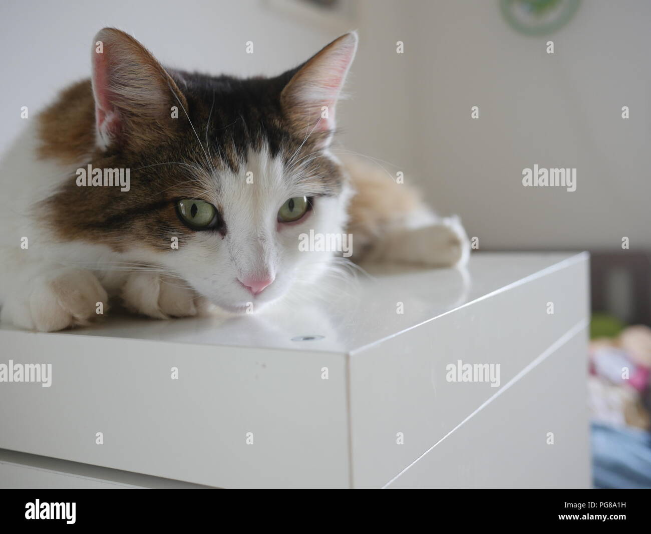 Portrait von niedlichen weiße und braune Katze am Tisch zu Hause liegen. Stockfoto