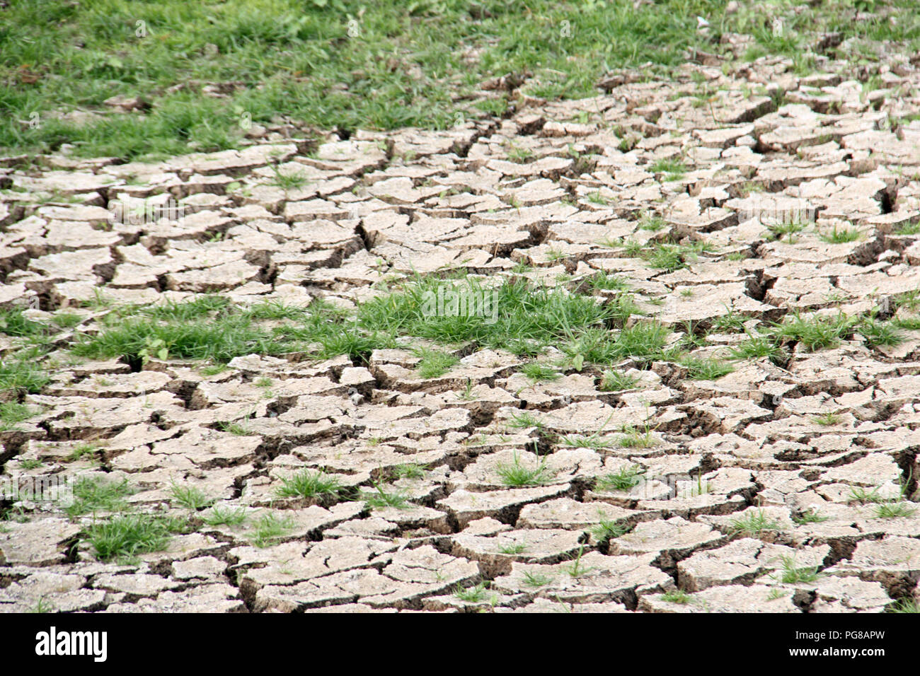 Trockene und rissige Erde Austrocknen in eine schwere Dürre Stockfoto