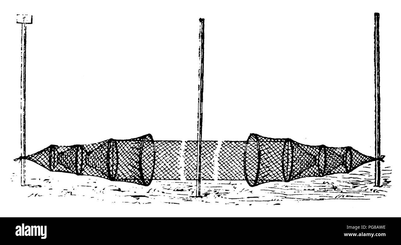Zwei Aal Töpfe mit einem gemeinsamen Flügel, Stockfoto