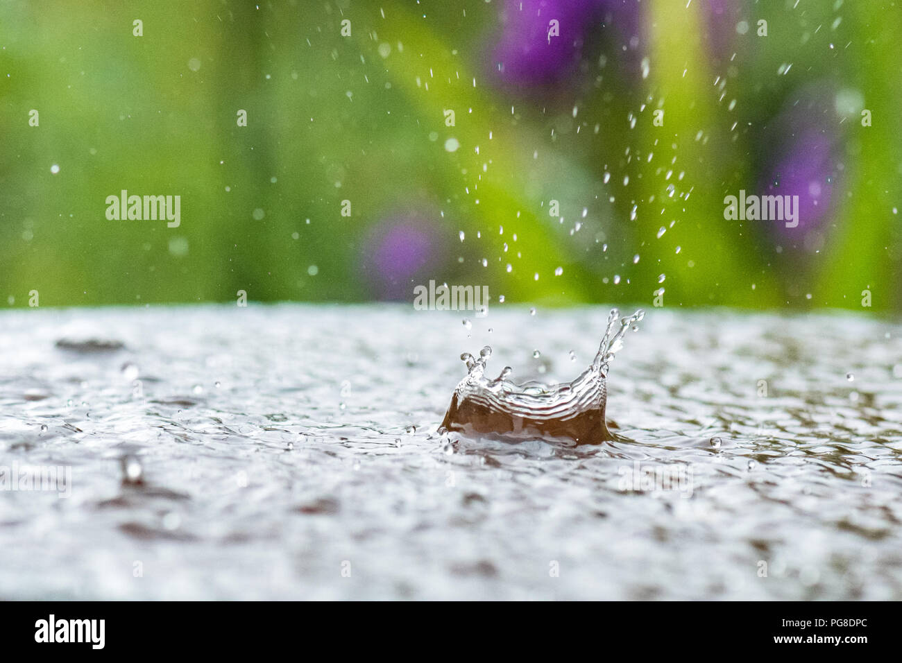 Stirlingshire, Schottland, Großbritannien. 24 Aug, 2018. de Wetter - Regen in vogelbad während der schweren Duschen in Stirlingshire Credit: Kay Roxby/Alamy leben Nachrichten Stockfoto