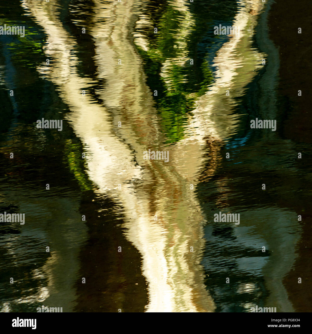 Baum Reflexion im Wasser. Frankreich Stockfoto