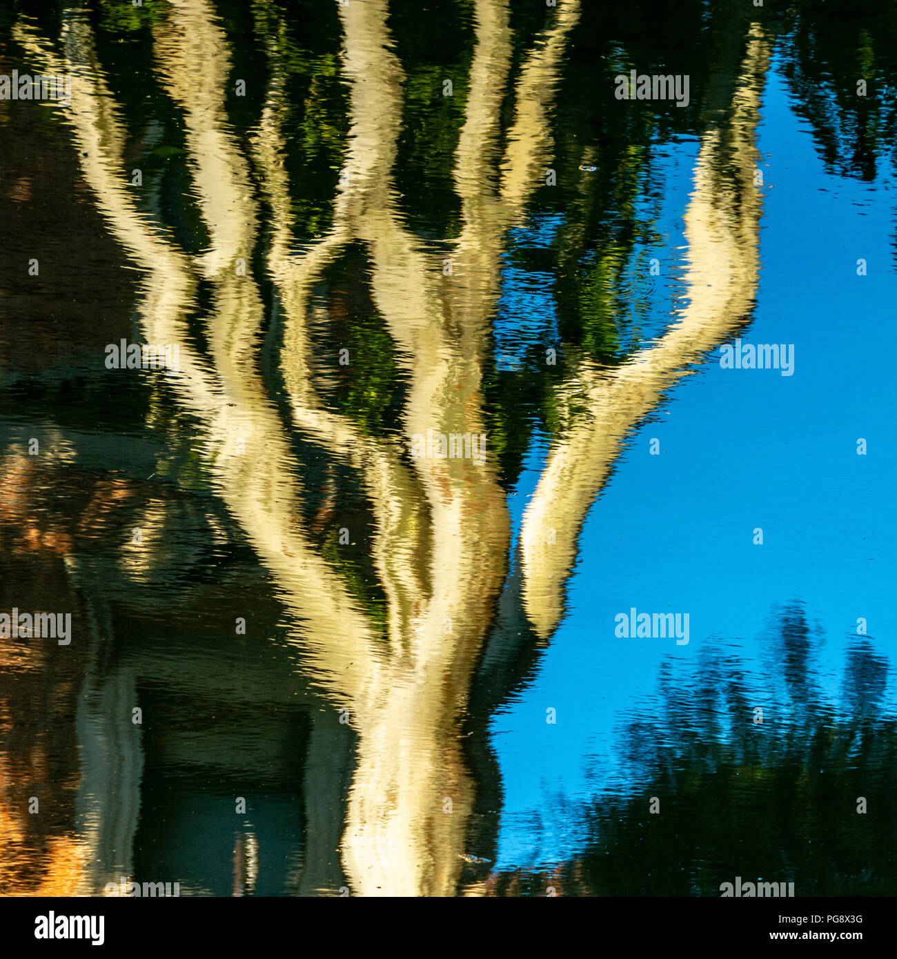 Baum Reflexion im Wasser. Frankreich Stockfoto