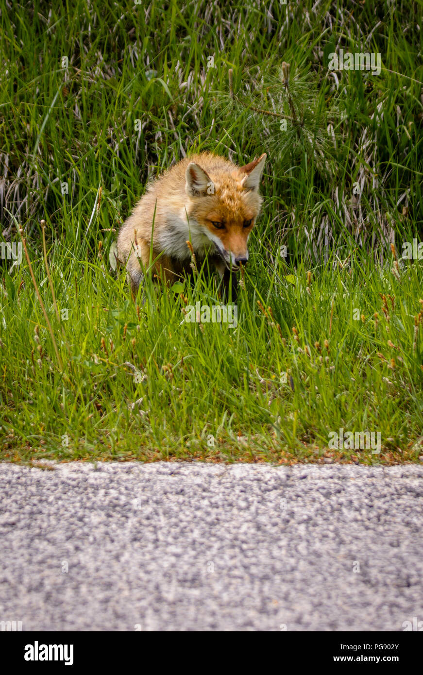 Fuchs auf der Straße nach Lebensmitteln suchen Stockfoto