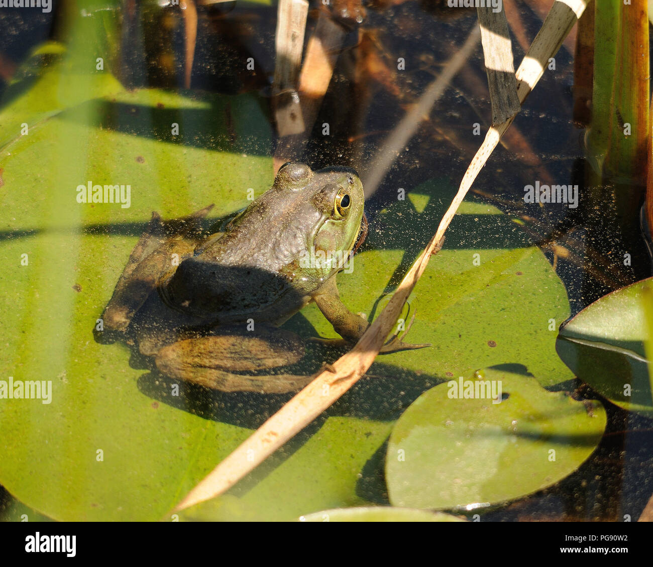 Frosch sitzend auf einem Baumstamm im Wasser ausgesetzt sein Körper, Kopf, Beine, Augen und in seiner Umwelt und Umgebung. Bild. Foto. Bild. Porträt. Bild Stockfoto