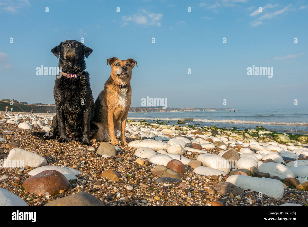 Porträt von zwei Feuchten, sandigen Hunde auf Bridlington North Beach an einem heissen Sommertag, Großbritannien Stockfoto