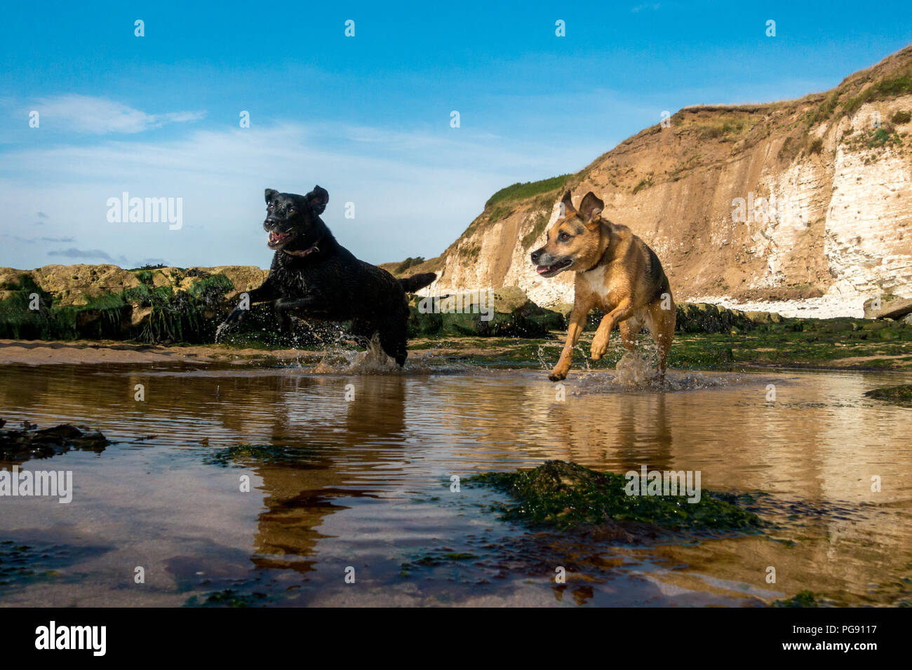 Hunde spielen und laufen durch das Meer Wasser in Richtung Kamera, Dänen Deich, Flamborough, Großbritannien Stockfoto