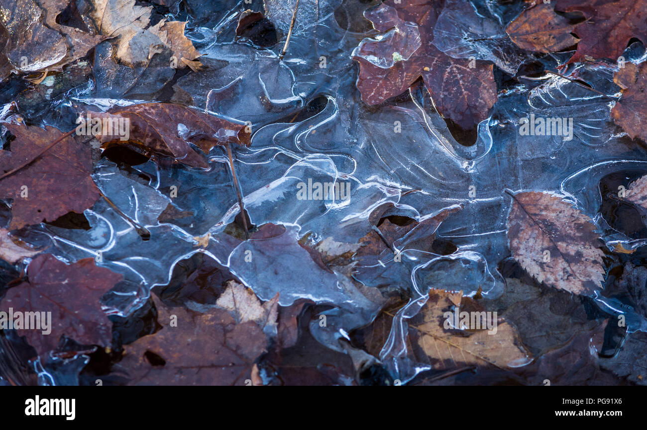Blätter, die im Eis eingefroren Stockfoto