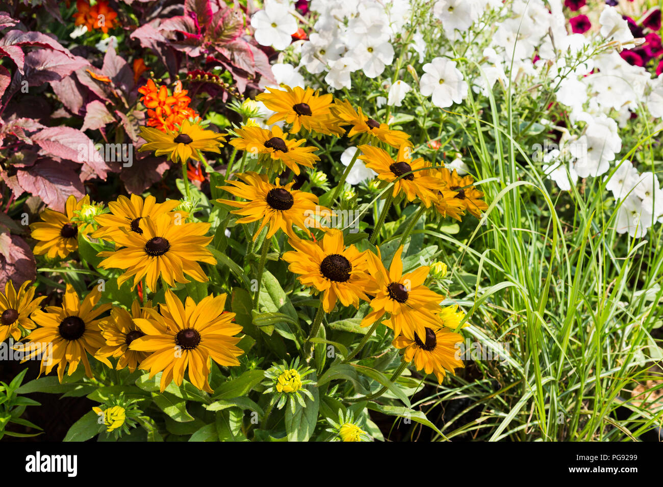 Schöne lebendige gelb und weiß Blumen als Hintergrund Nahaufnahme Stockfoto