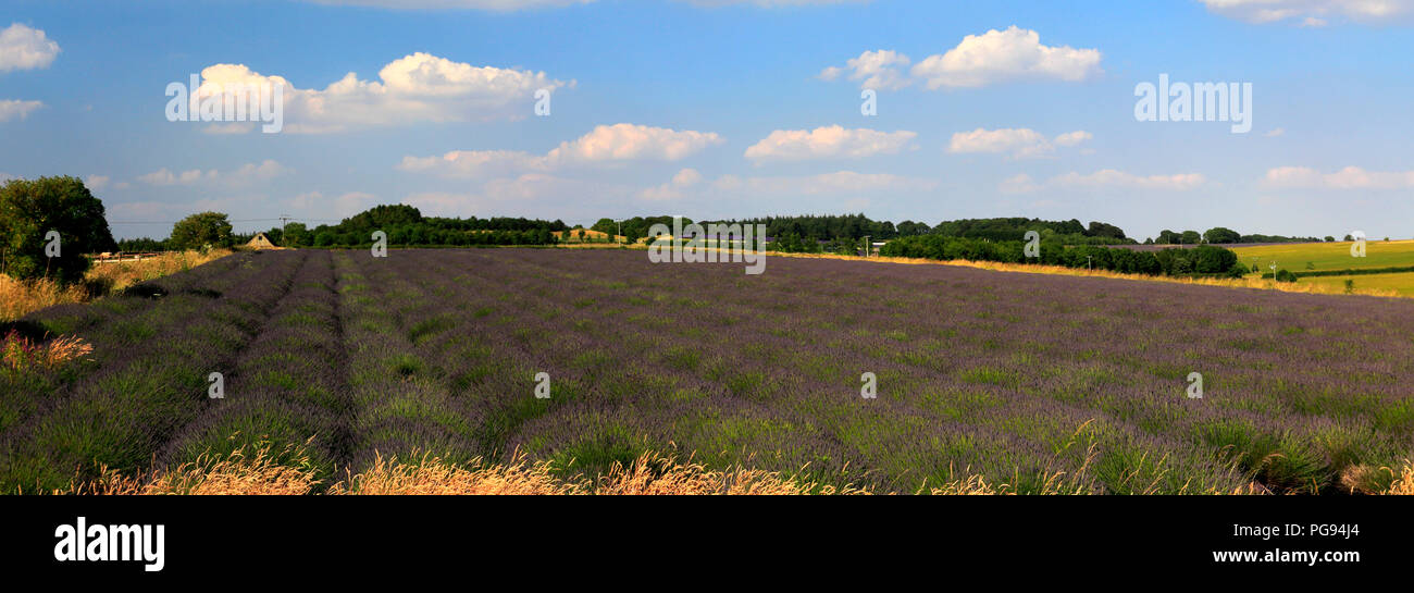 Sommer Lavendelfelder in der Nähe von Snowshill Dorf, Gloucestershire, Cotswolds, England Stockfoto